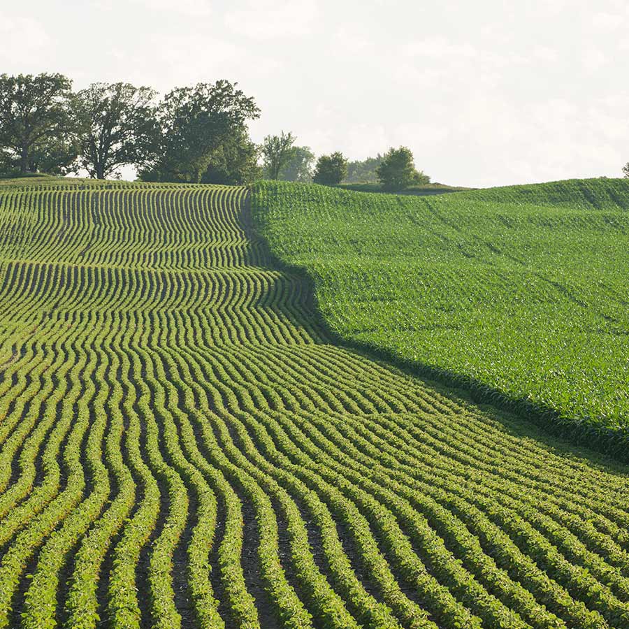 Stbiologicals Field Corn And Soybeans Square